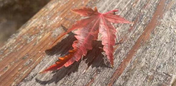 郁金香有毒嗎適合室內養(yǎng)嗎
